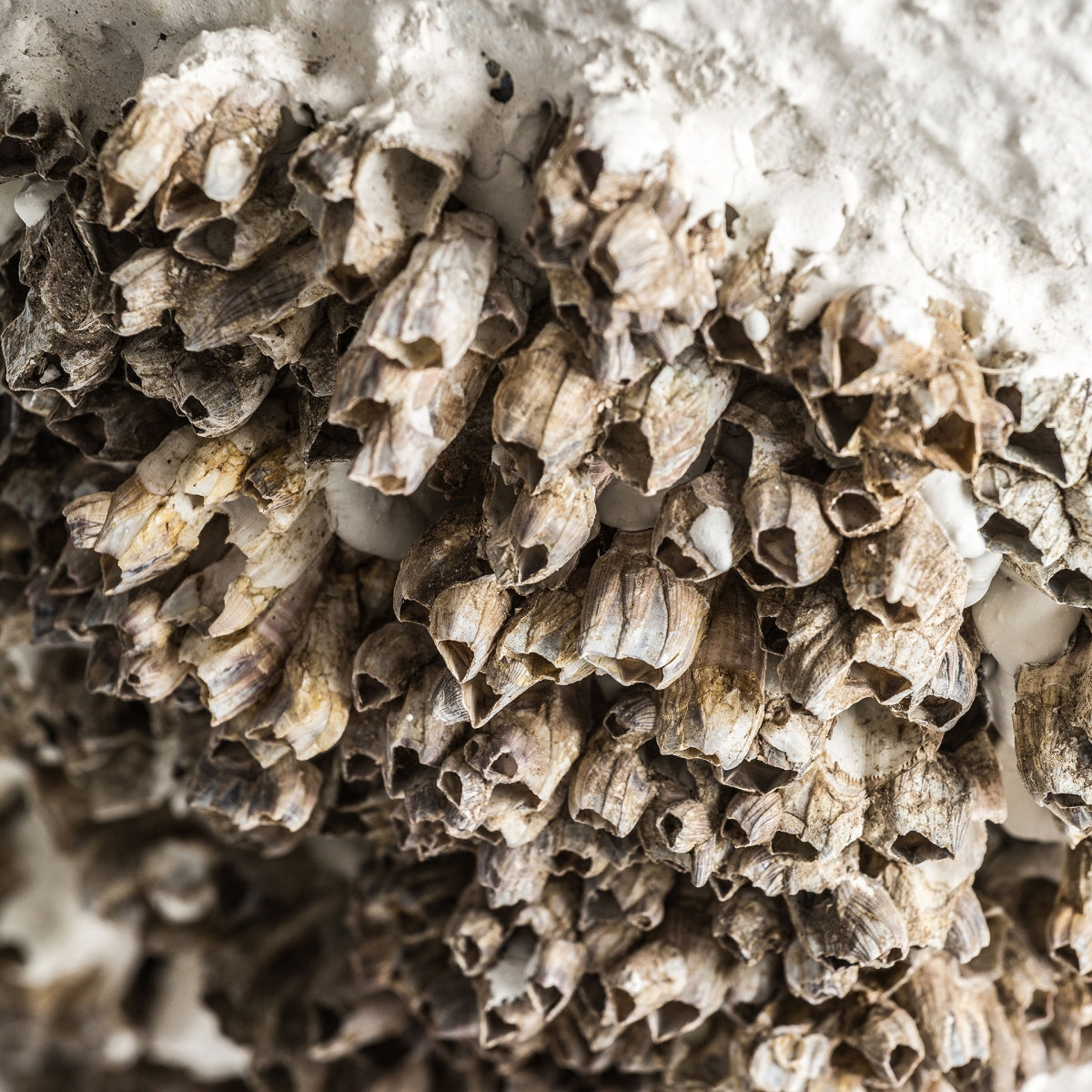 Настолна лампа THORA