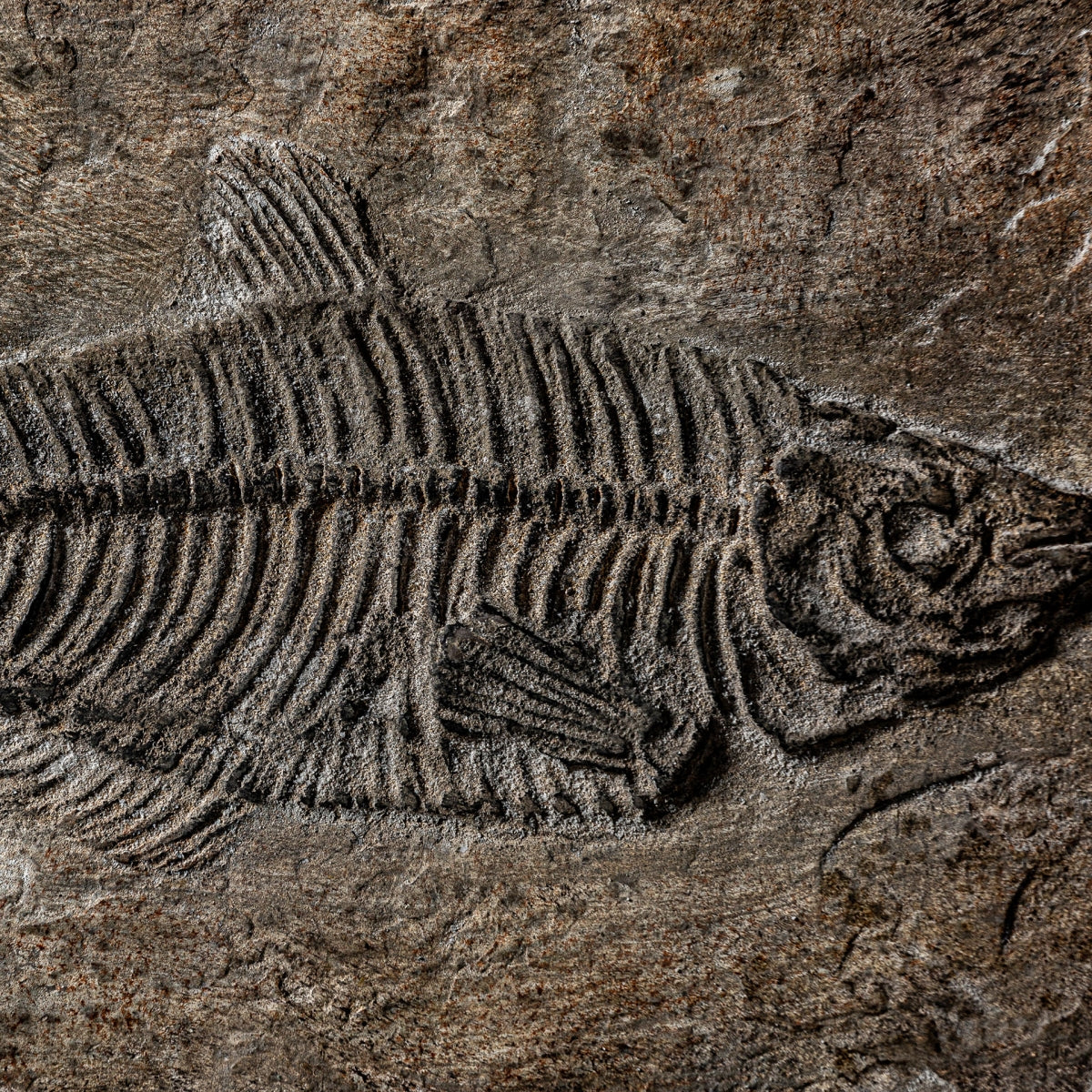 ДЕКОРАТИВНА КУТИЯ