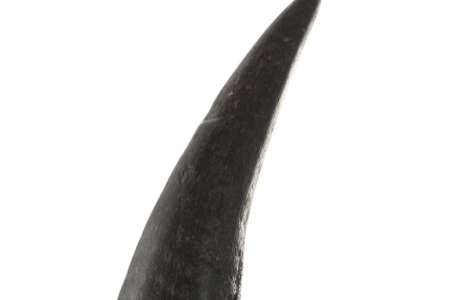 DECORATION BUFFALO HORNS SET 3